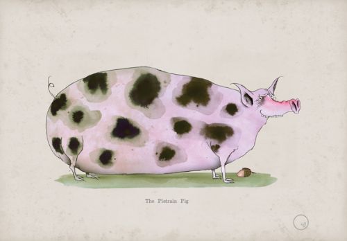 Pietrain Pig, fun heritage art print by Tony Fernandes